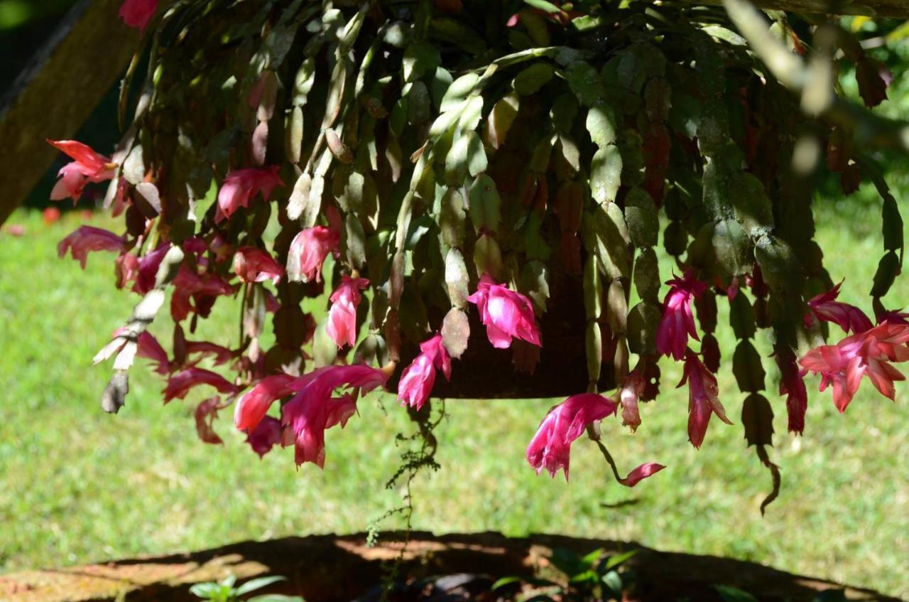 Pousada Recanto Primata Marechal Floriano Luaran gambar